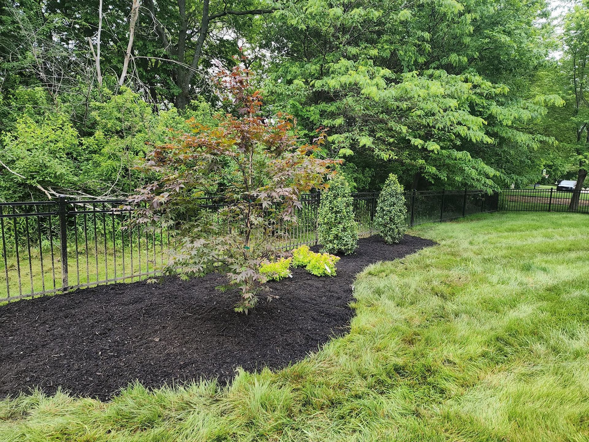Landscaped garden bed with a small tree, black mulch, and green lawn beside a fence
