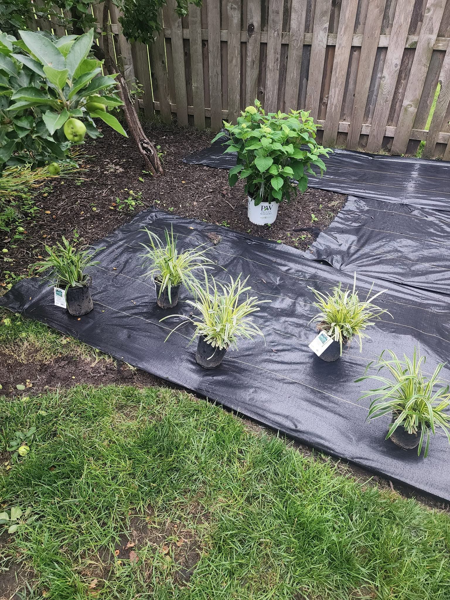 Small potted plants lined on black weed barrier in a backyard beside a wooden fence and grass.