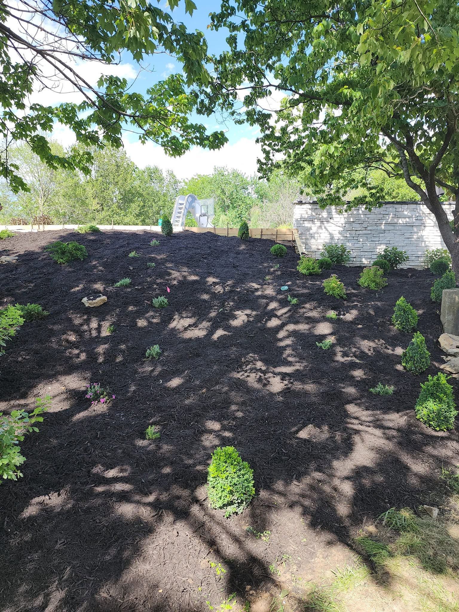 Mulched garden bed with small green plants under leafy trees in dappled sunlight