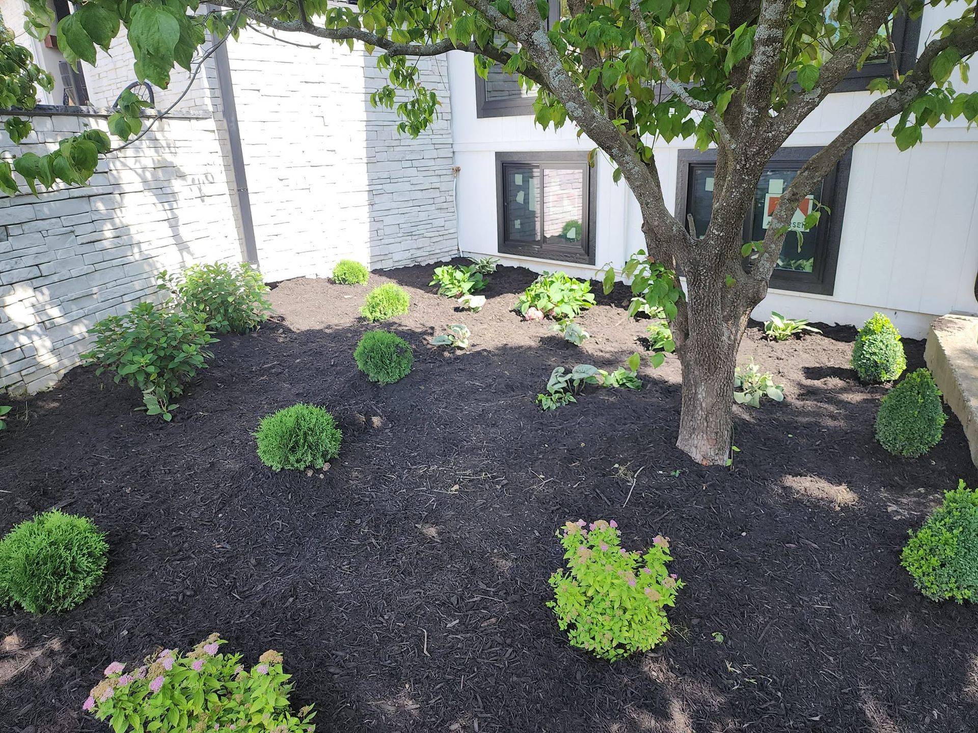 Landscaped yard with young shrubs and a large tree beside a white house.