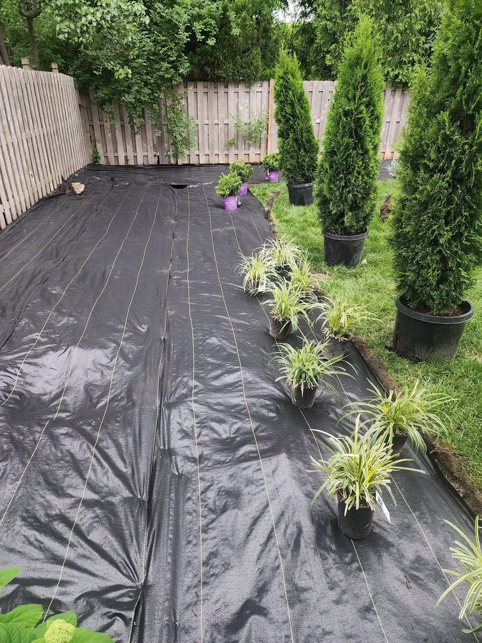 Backyard garden bed with black landscape fabric and several potted shrubs along a fence