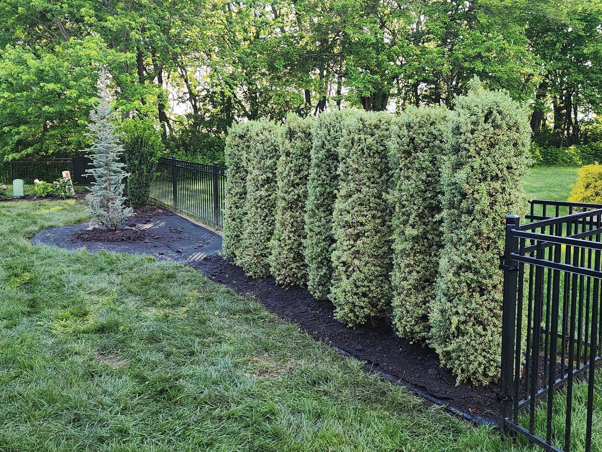 Row of tall evergreen shrubs along a black metal fence beside a grassy yard