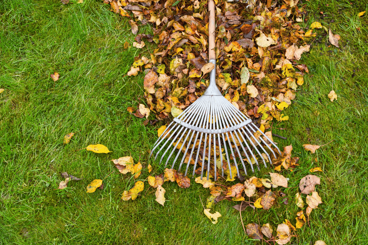 Metal rake on grass with scattered autumn leaves