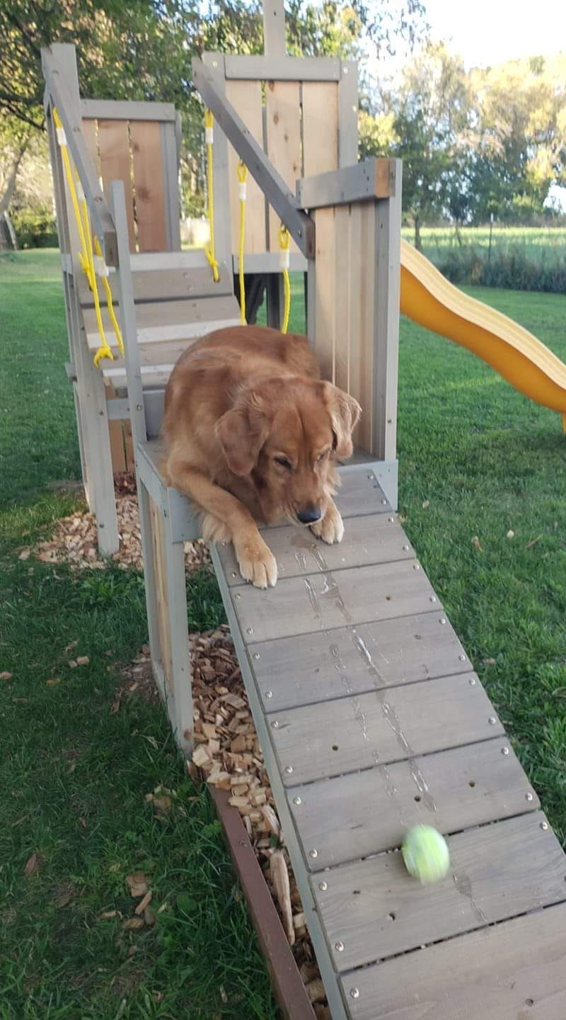 A dog is laying on a wooden ramp next to a tennis ball.