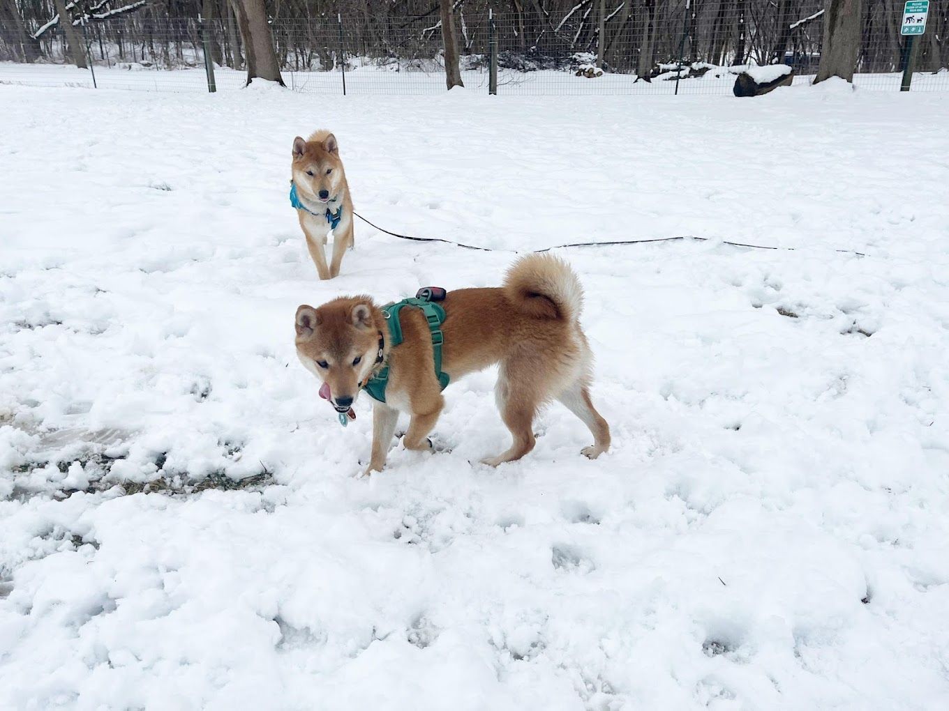 Two shiba inu dogs are walking in the snow.