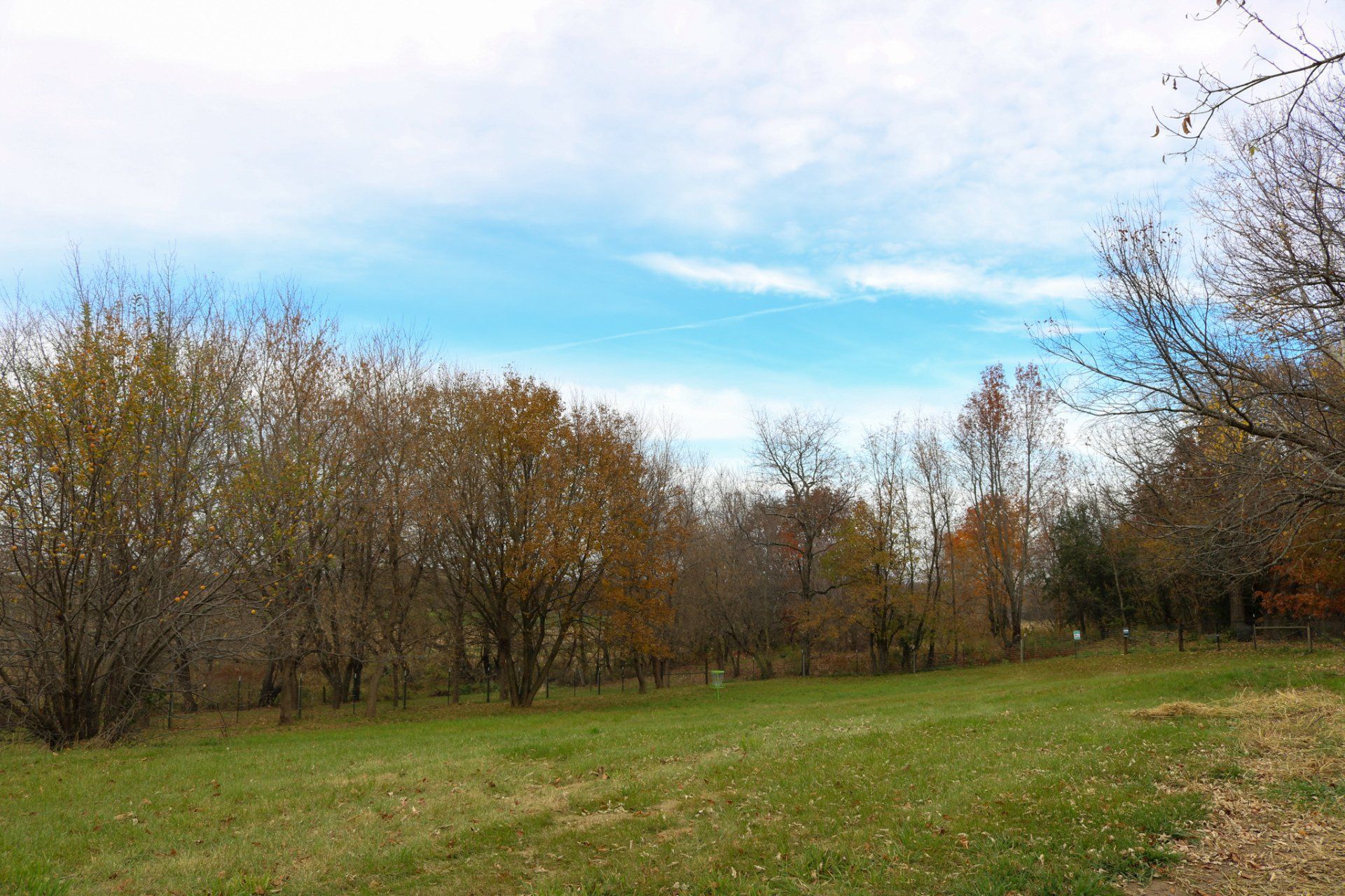 A field with trees in the background and a blue sky