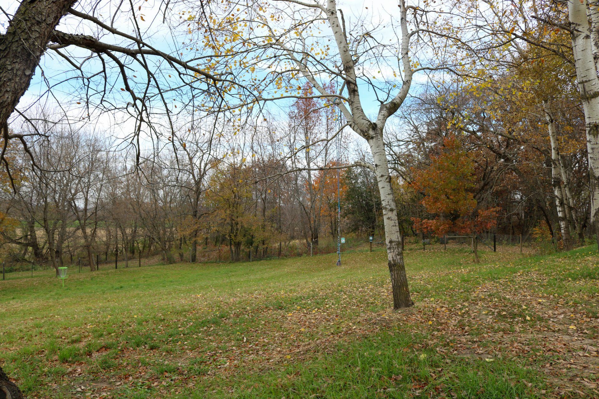 A field with trees in the background and a dog in the foreground.