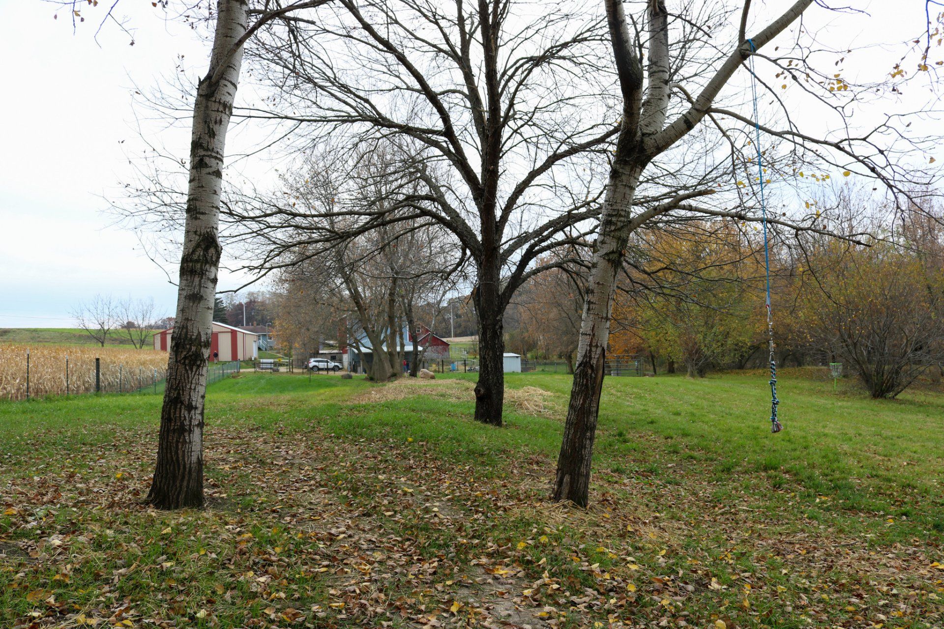 There are three trees in the middle of a grassy field.