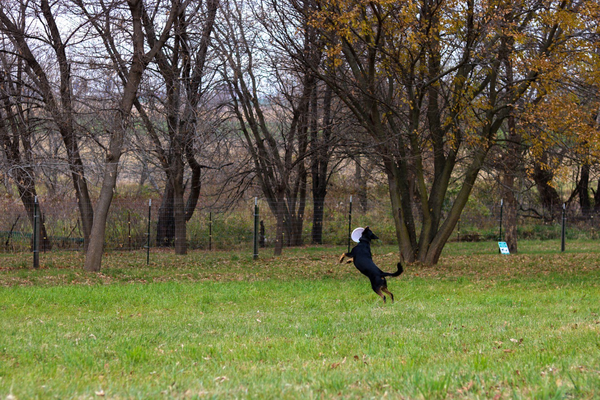 A dog is running in a field with trees in the background.