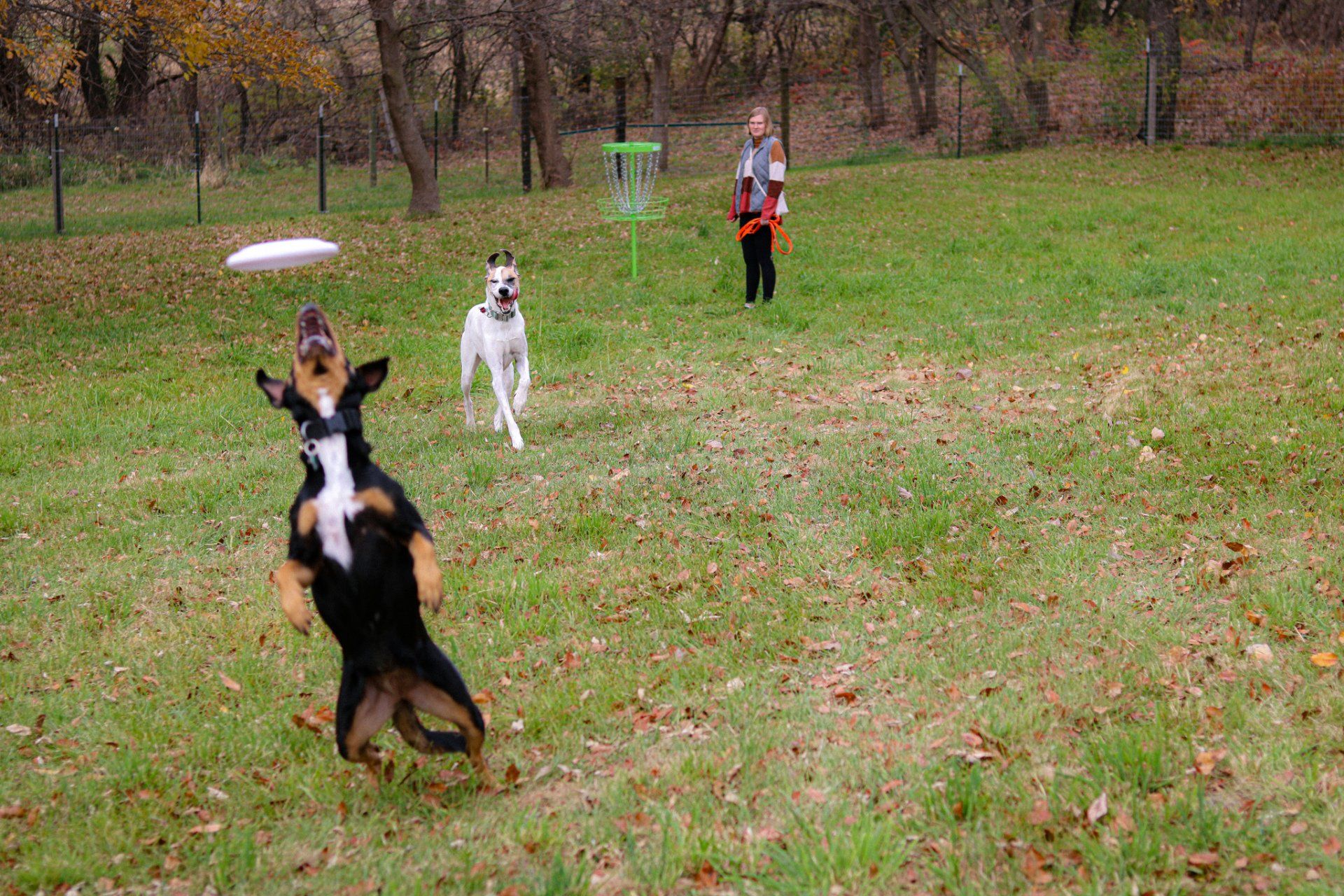 A dog is jumping in the air to catch a frisbee in a park.