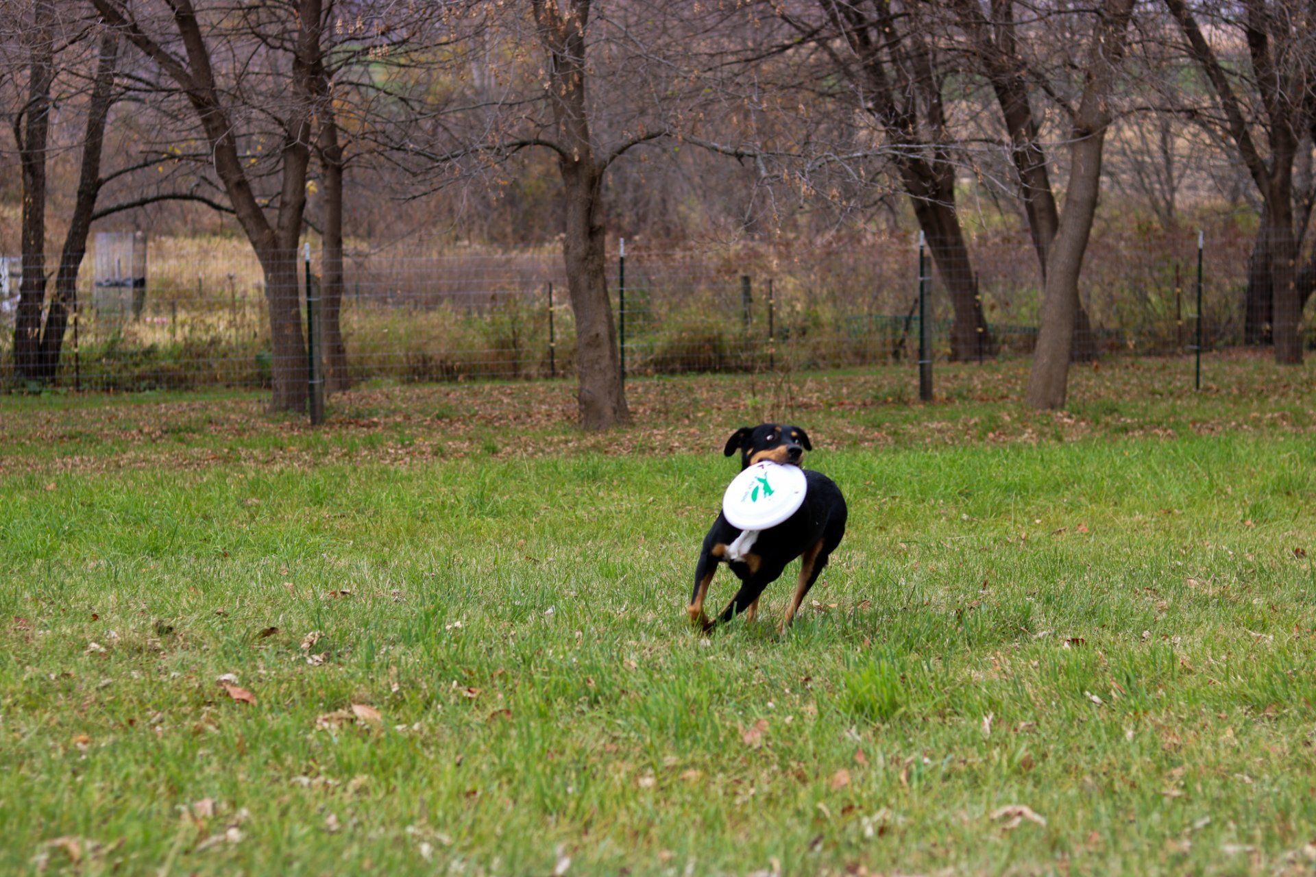 A dog is running in a field with a frisbee in its mouth.