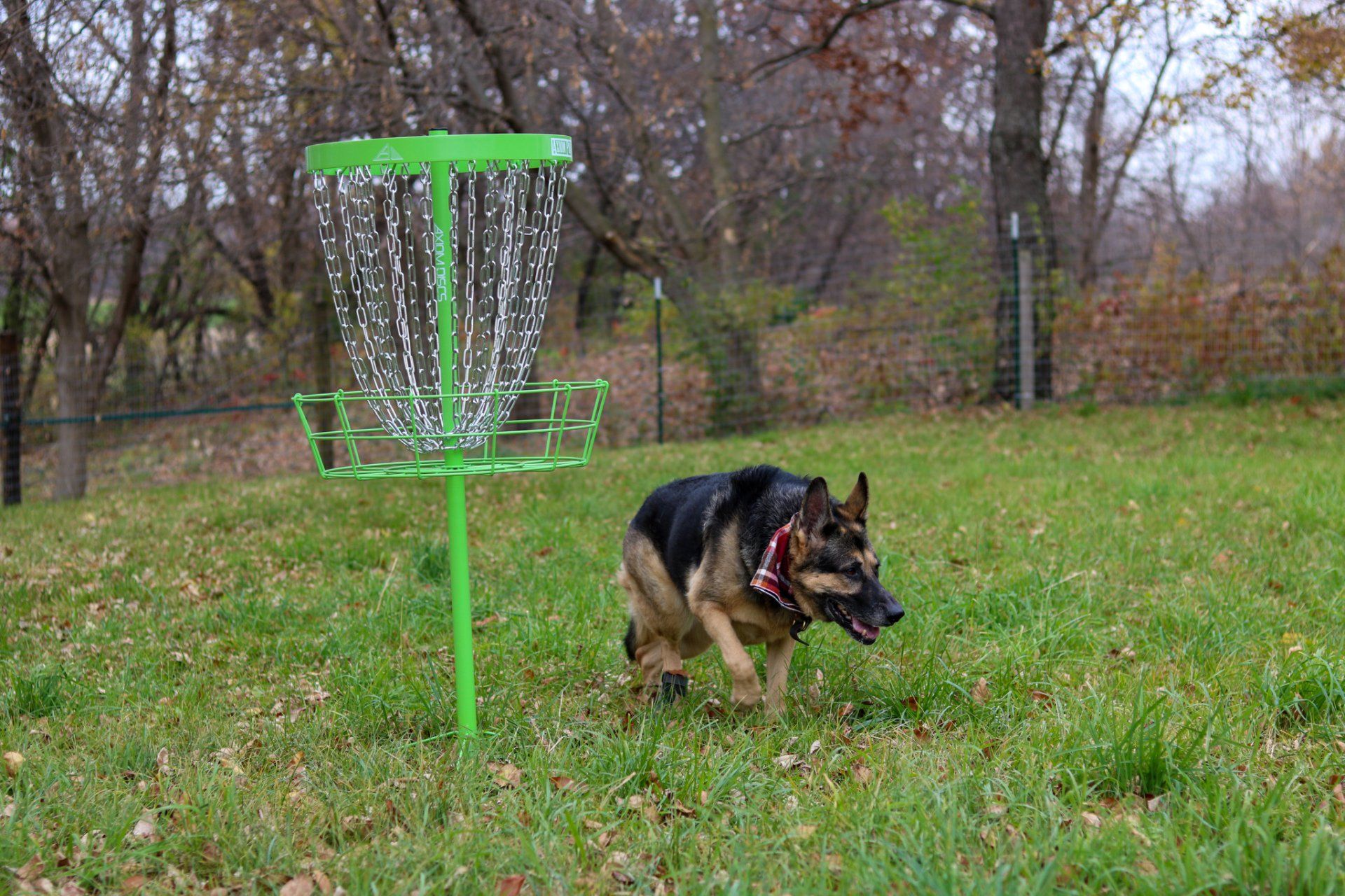 A german shepherd dog is running towards a frisbee golf basket.