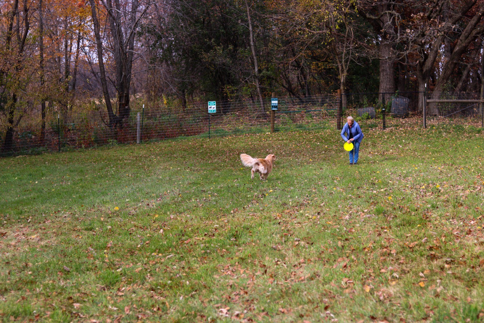 A man is playing frisbee with two dogs in a park.