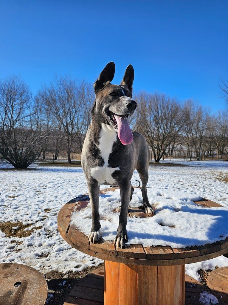 A dog is standing on top of a wooden spool in the snow.