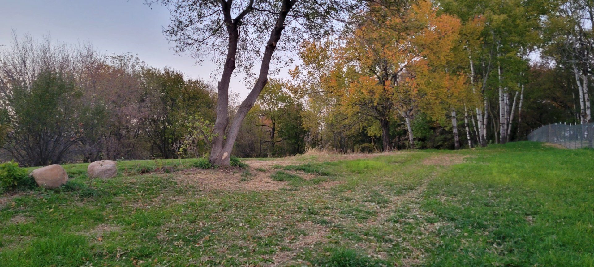 A large grassy field with trees in the background.