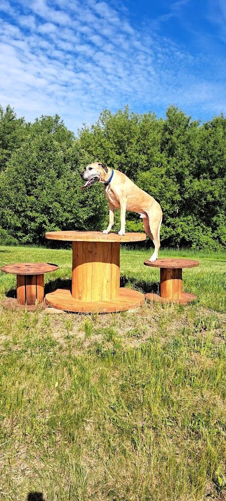 A dog is standing on top of a wooden table in a field.