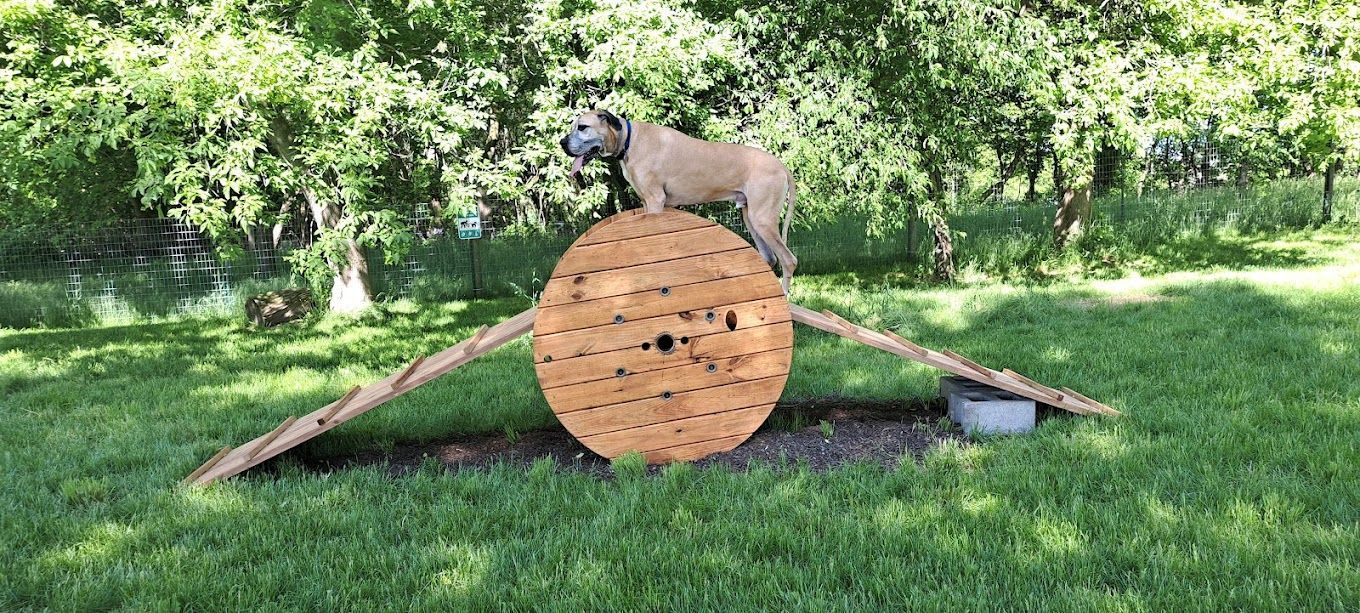 A dog is standing on top of a wooden ball in the grass.