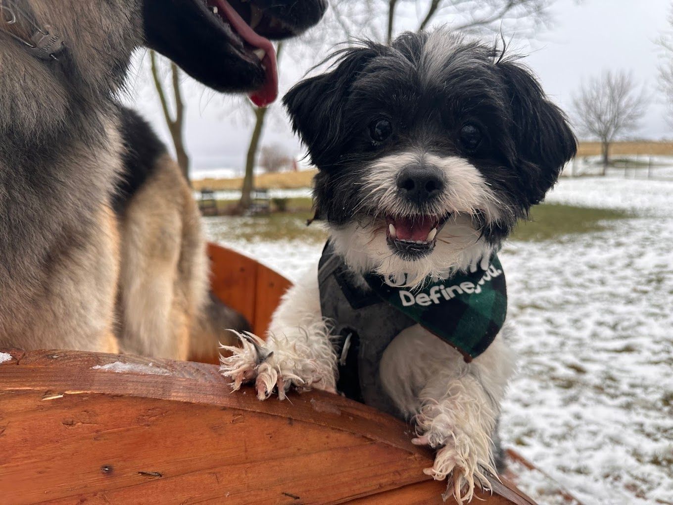 Two dogs are standing next to each other in the snow . one of the dogs is wearing a bandana that says define.