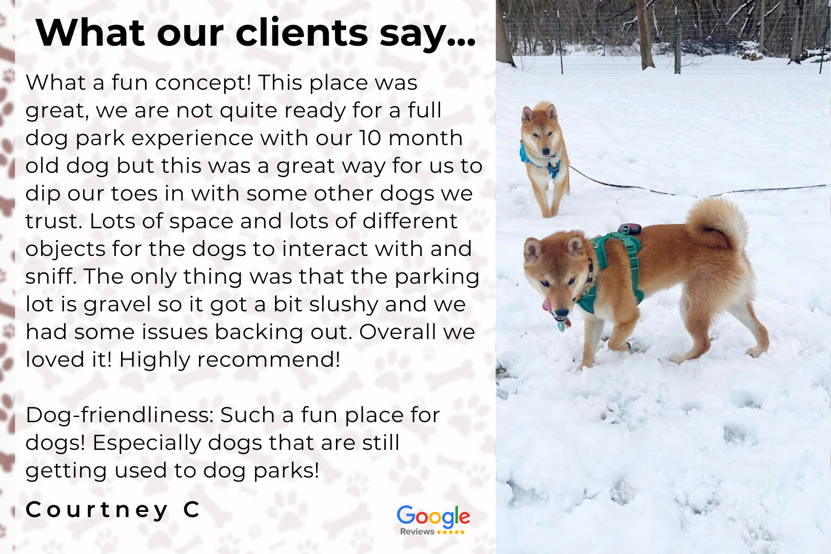 A couple of dogs are standing in the snow.