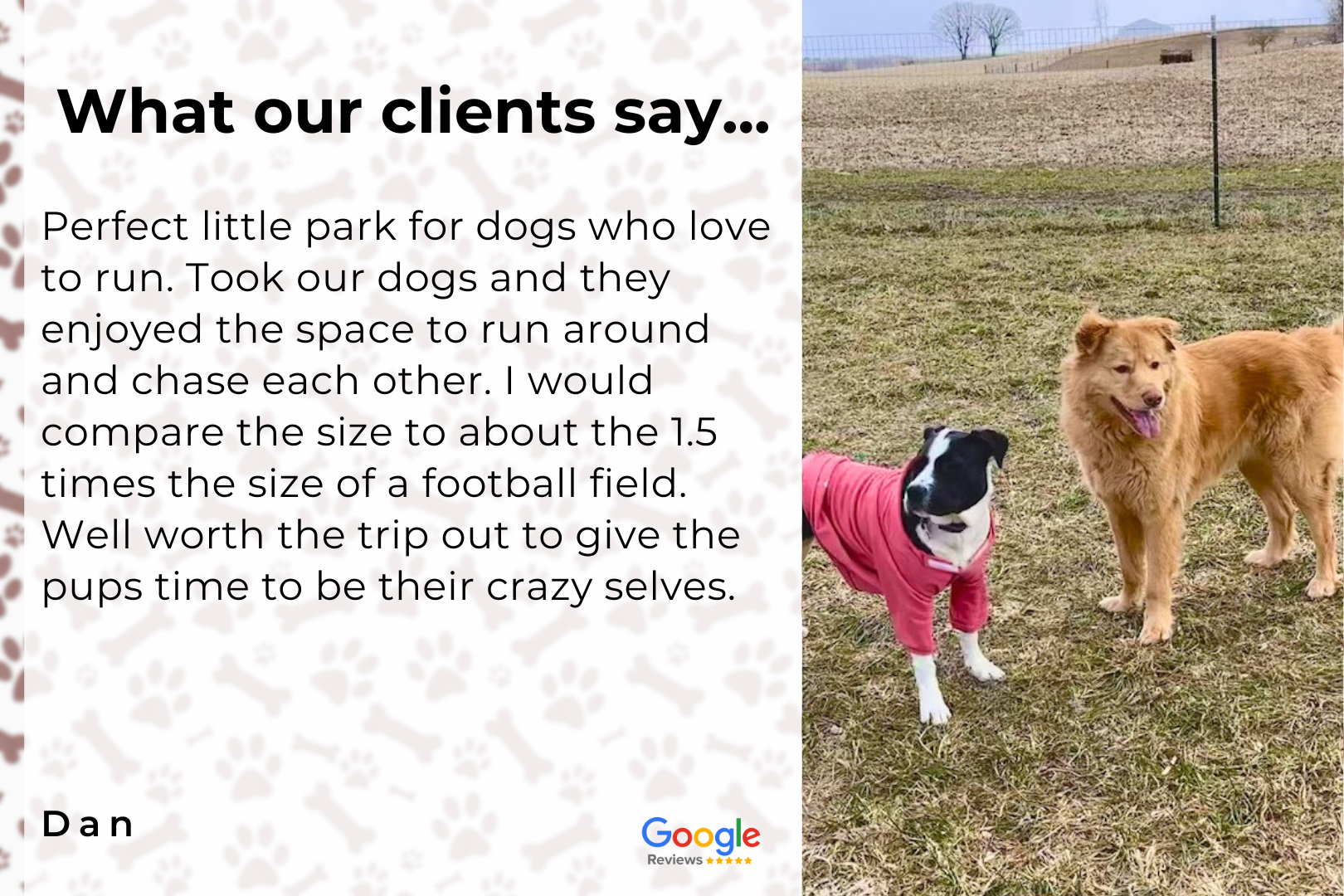 A couple of dogs standing next to each other in a field.