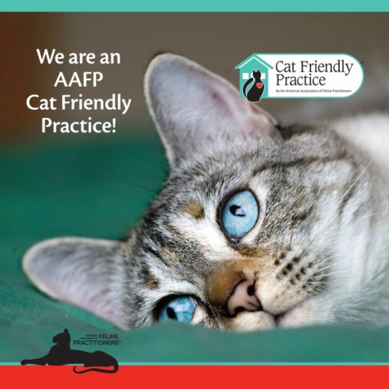 Cat Friendly Practice