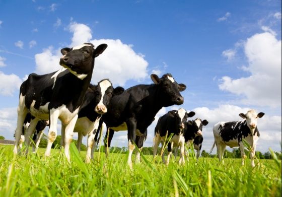 Holstein cows in pasture