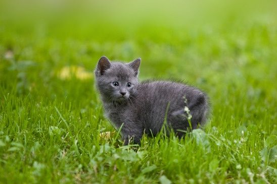 Top Ten Cat Medical Conditions 2013