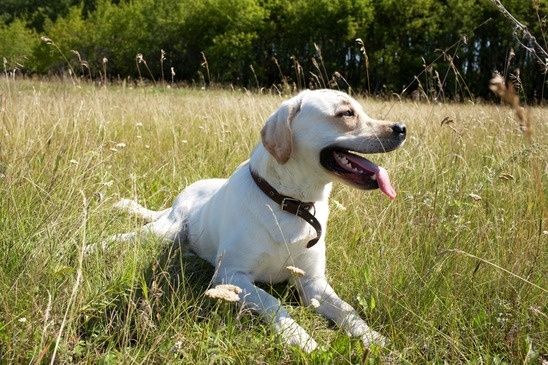 Top Ten Dog Medical Conditions 2013