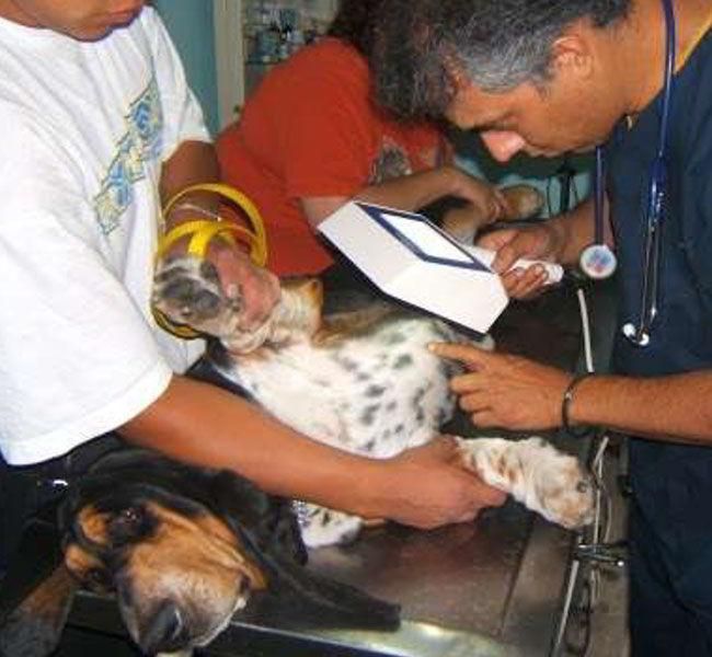 CLÍNICA VETERINARIA DERM & PET