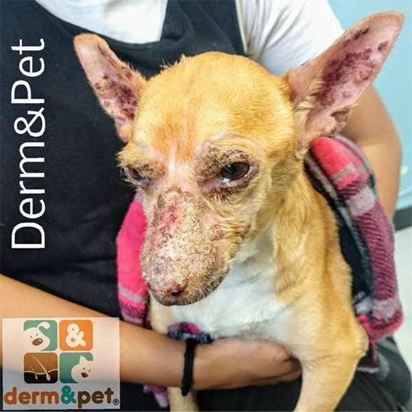 CLÍNICA VETERINARIA DERM & PET