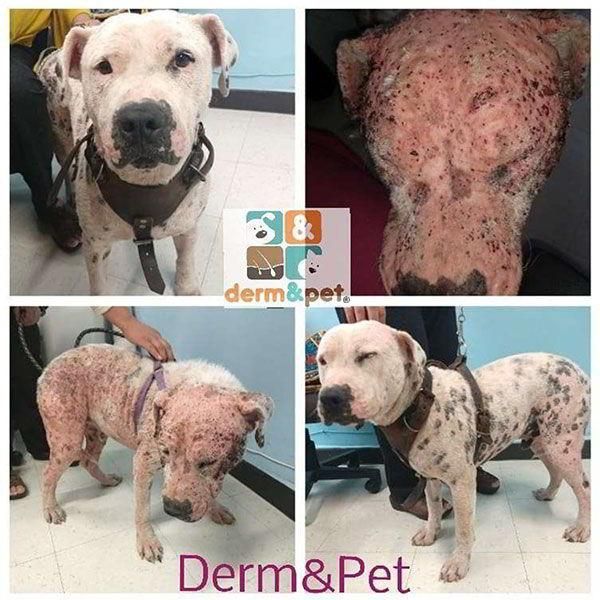 CLÍNICA VETERINARIA DERM & PET