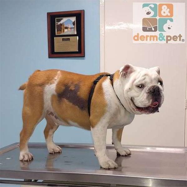 CLÍNICA VETERINARIA DERM & PET