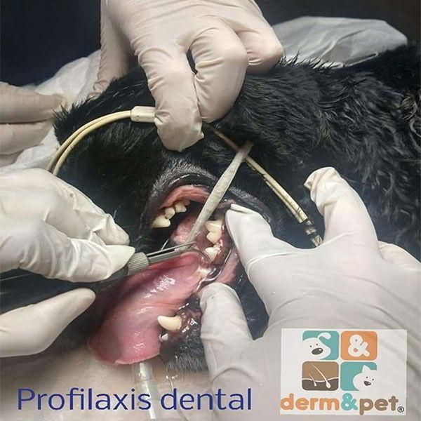 CLÍNICA VETERINARIA DERM & PET