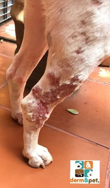 CLÍNICA VETERINARIA DERM & PET