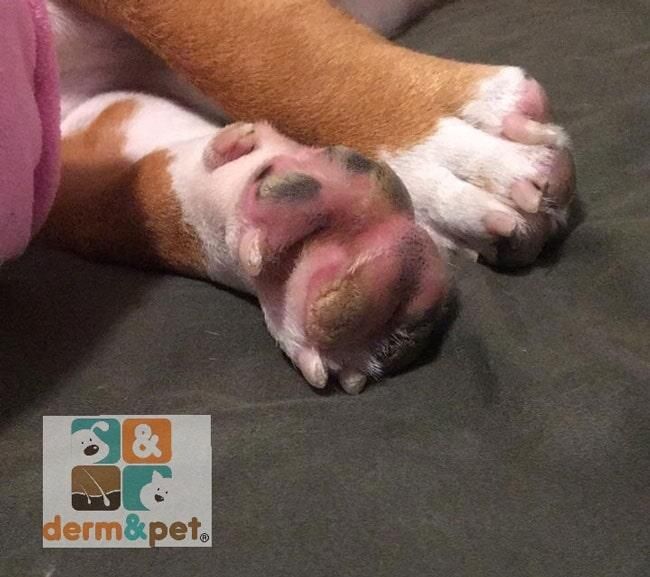 CLÍNICA VETERINARIA DERM & PET