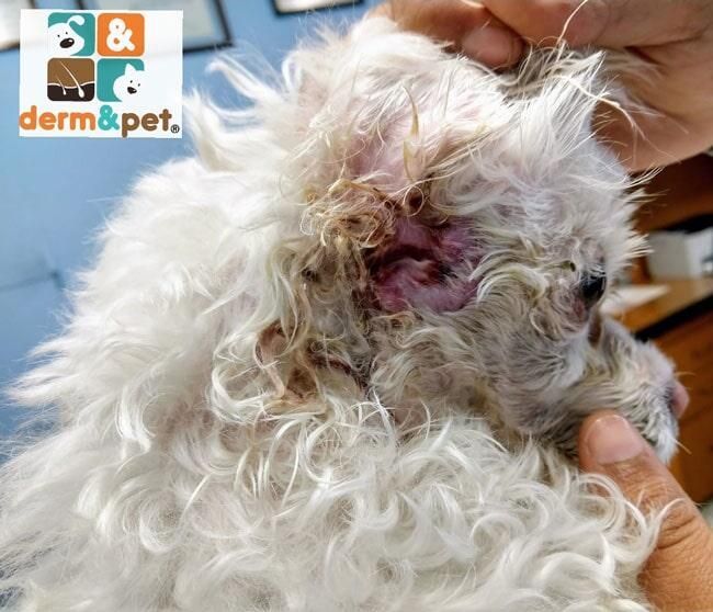 CLÍNICA VETERINARIA DERM & PET