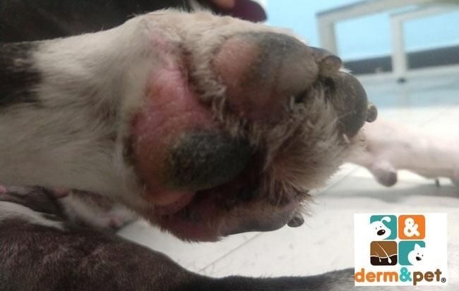 CLÍNICA VETERINARIA DERM & PET