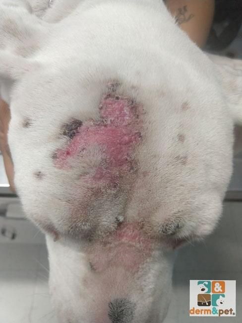 CLÍNICA VETERINARIA DERM & PET