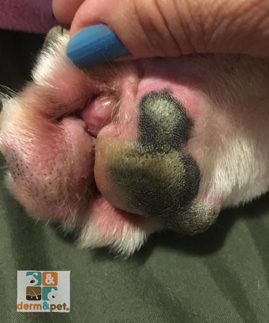 CLÍNICA VETERINARIA DERM & PET