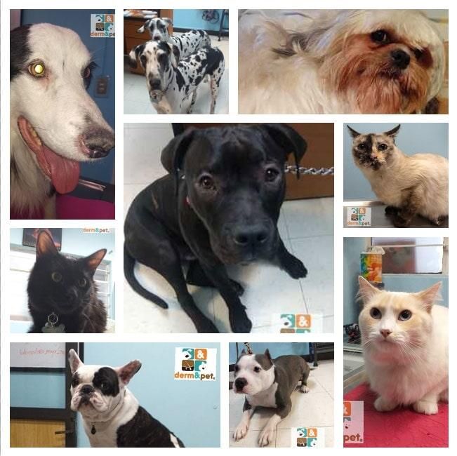 CLÍNICA VETERINARIA DERM & PET CLÍNICA VETERINARIA DERM & PET