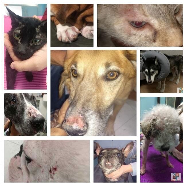 CLÍNICA VETERINARIA DERM & PET