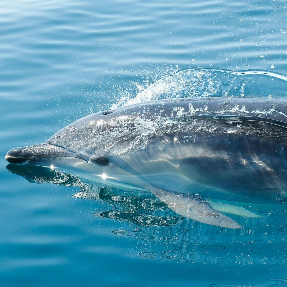 A dolphin is jumping out of the water.
