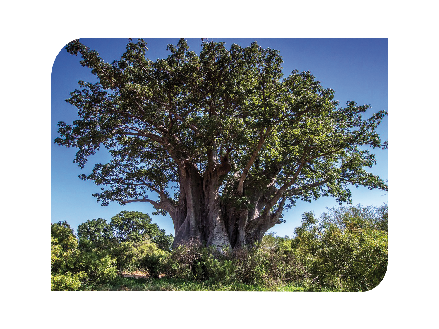 Un grand arbre avec beaucoup de branches et de feuilles