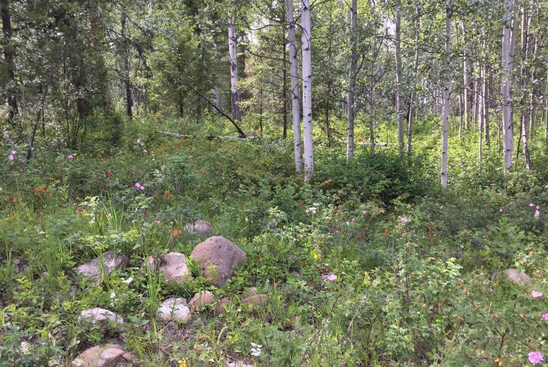 Image of a forest with wildflowers and stones in the foreground