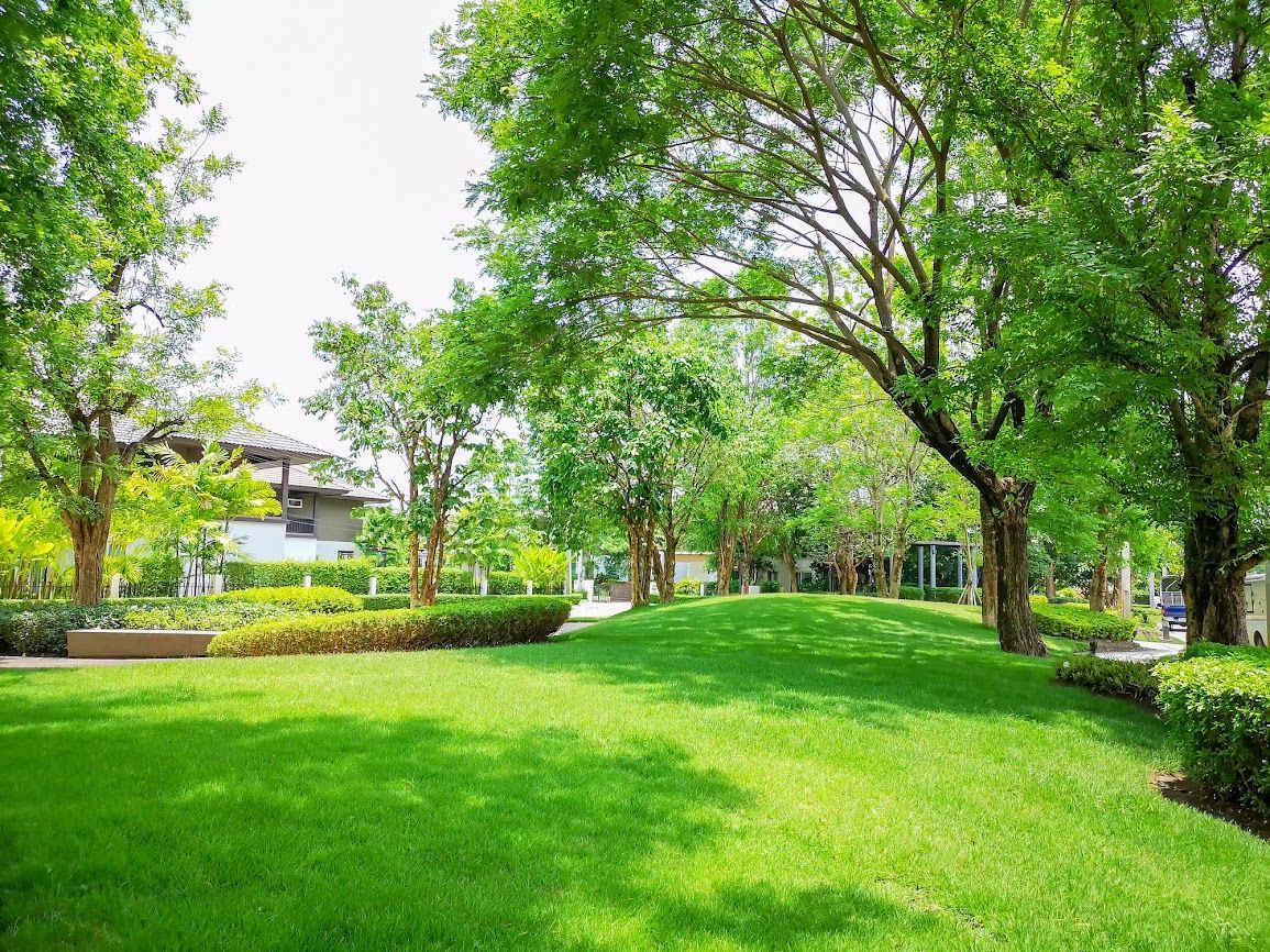 Prato verde e alberi in un parco soleggiato