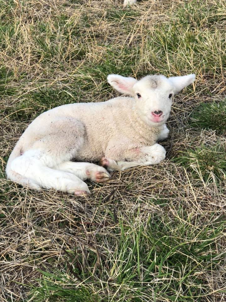 Lambs