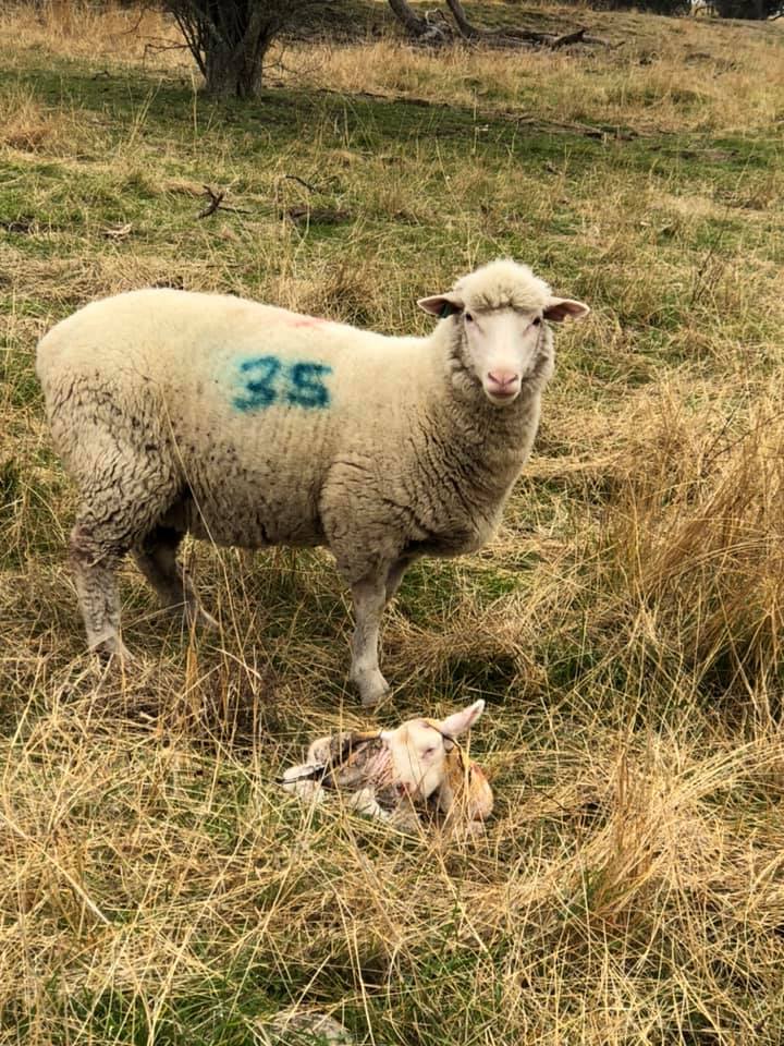 Lambs
