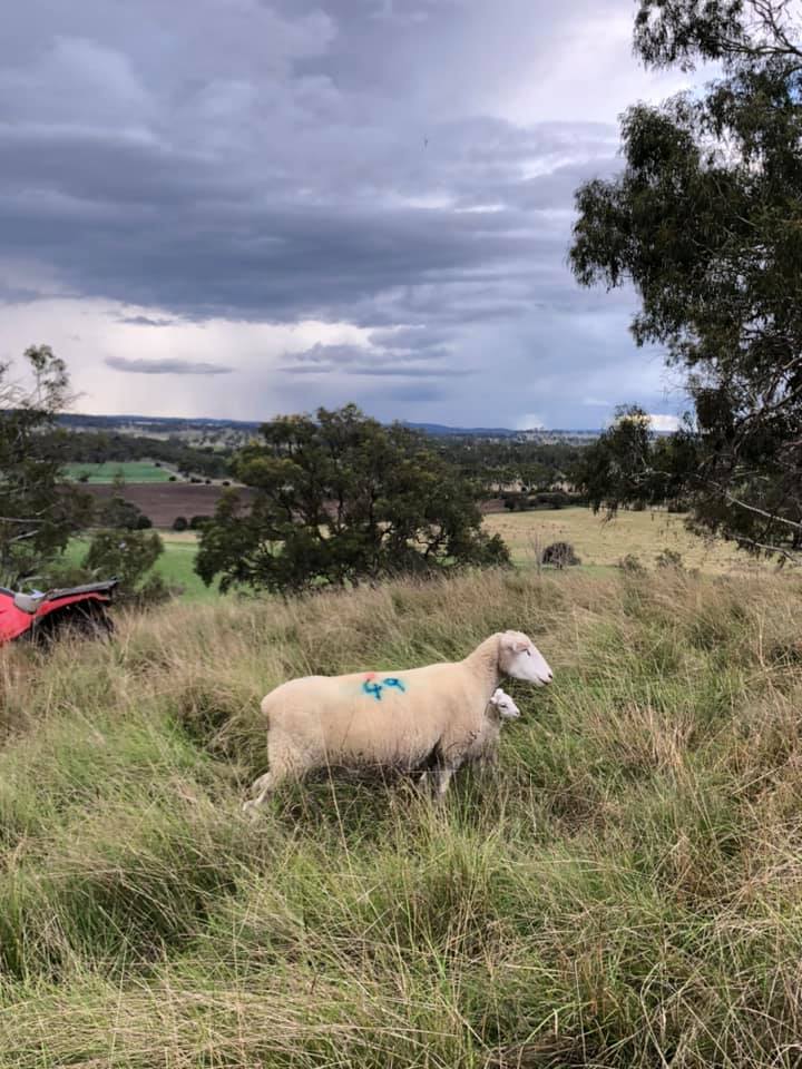 Lambs