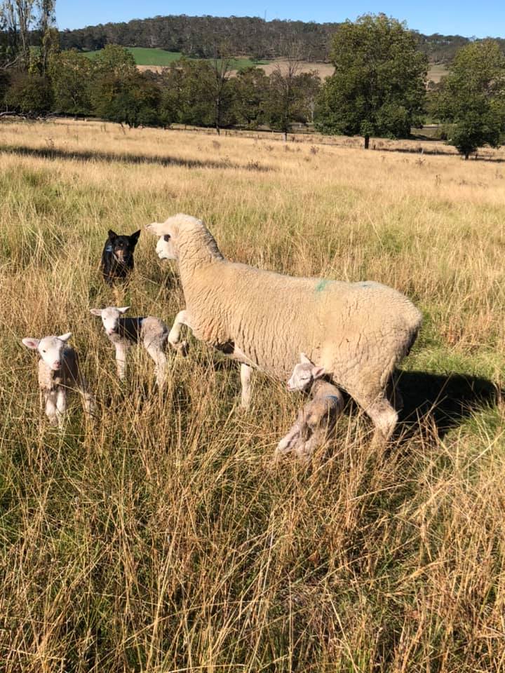 Lambs