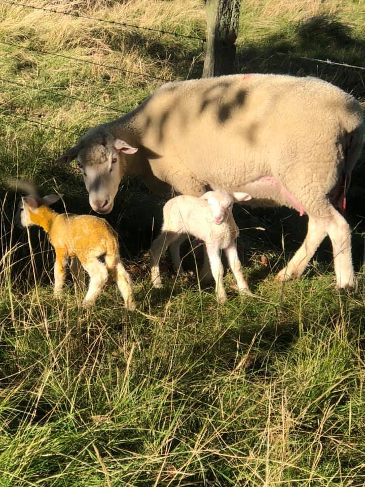 Lambs